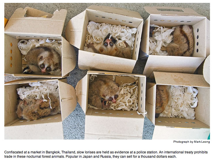 Illegal Wildlife Trade Illegal Wildlife Trade