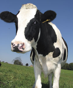 Holstein cow