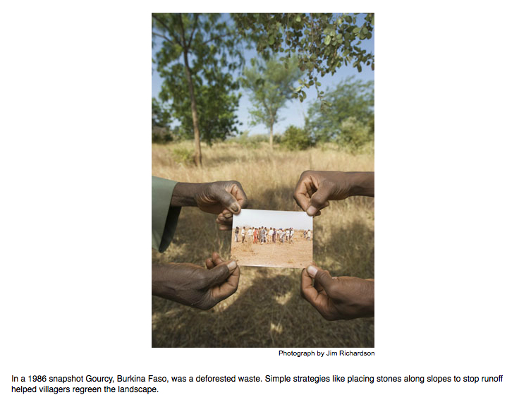 african reforestation