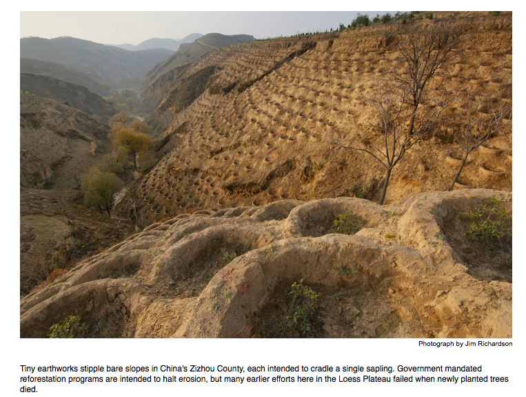 chinese reforestation