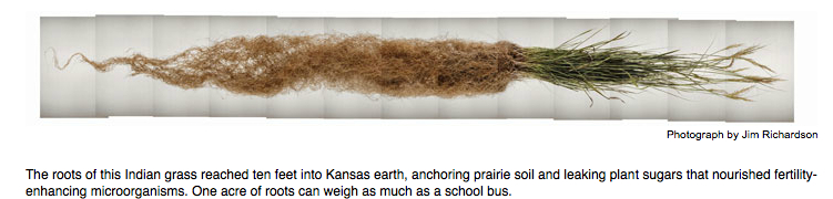 Indian grass roots