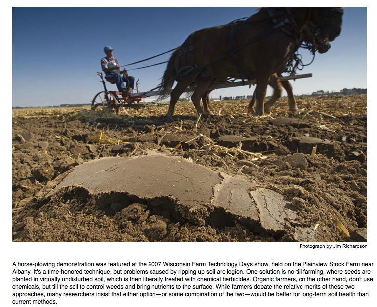 horse plowing