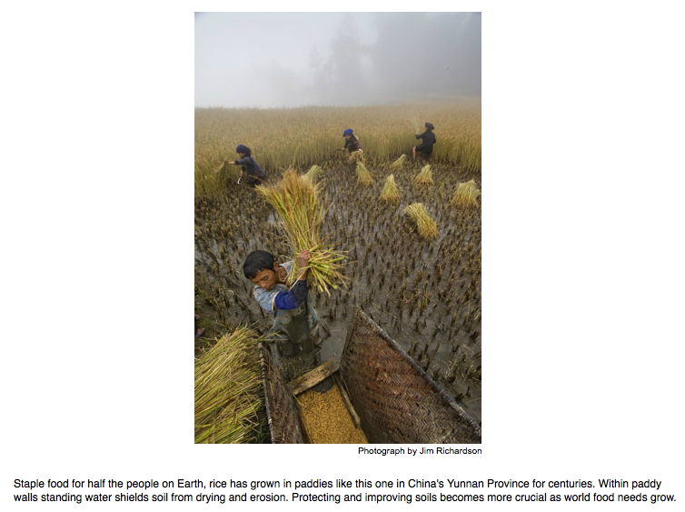 rice paddy