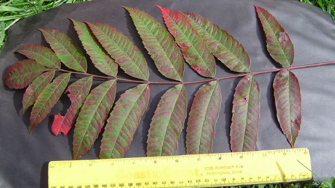 mc005-1.jpg
