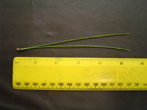 mc006-1.jpg