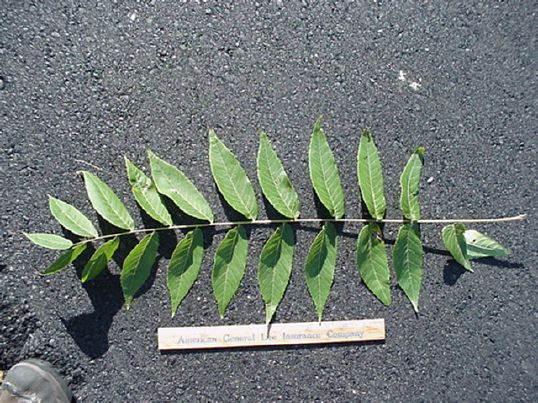 mc004-1.jpg