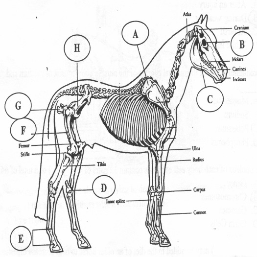 2001_oh_st_equine_files/i0050000.jpg