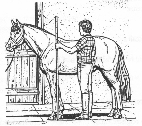 2001_oh_st_equine_files/i0130000.jpg