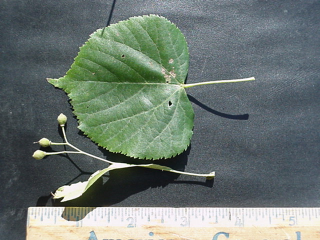 treeid1_files/i0020000.jpg