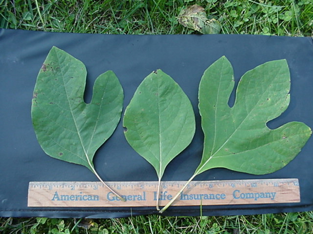 treeid1_files/i0030000.jpg