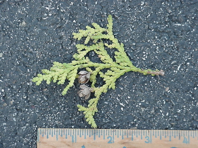 treeid1_files/i0040000.jpg