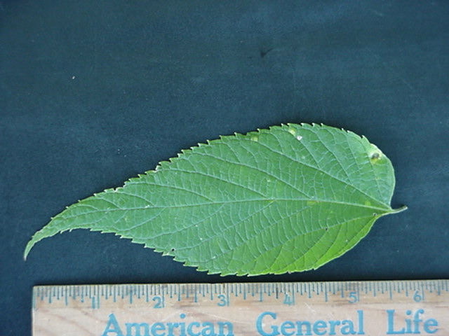 treeid1_files/i0050000.jpg