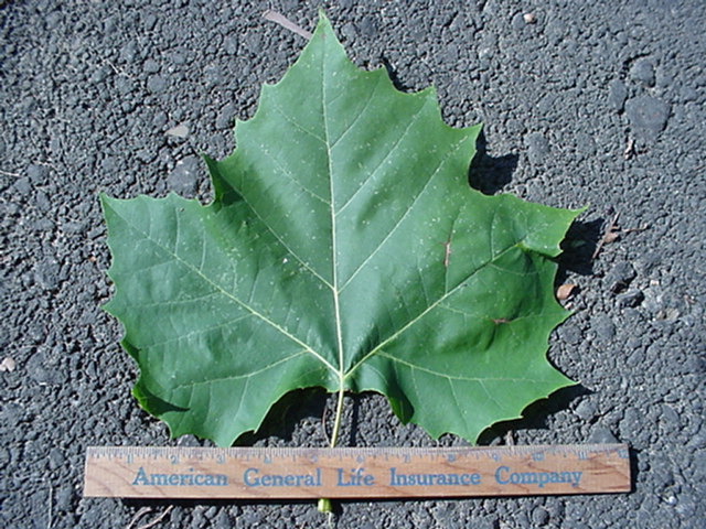 treeid1_files/i0060000.jpg