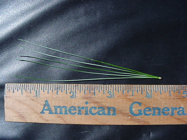treeid1_files/i0070000.jpg