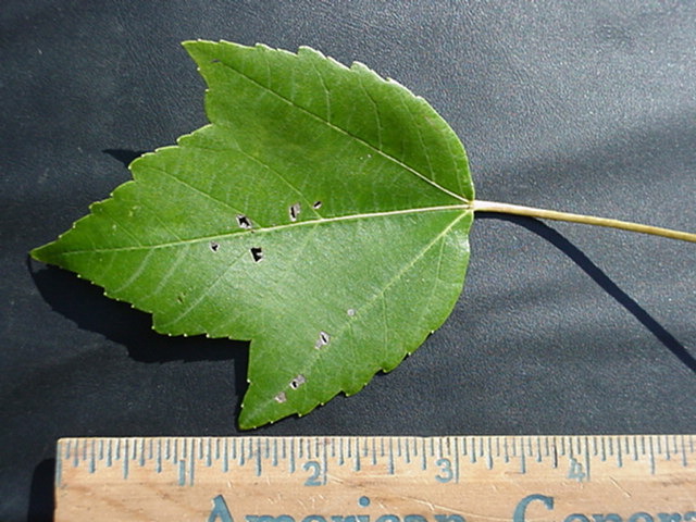 treeid1_files/i0080000.jpg