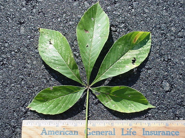treeid1_files/i0090000.jpg