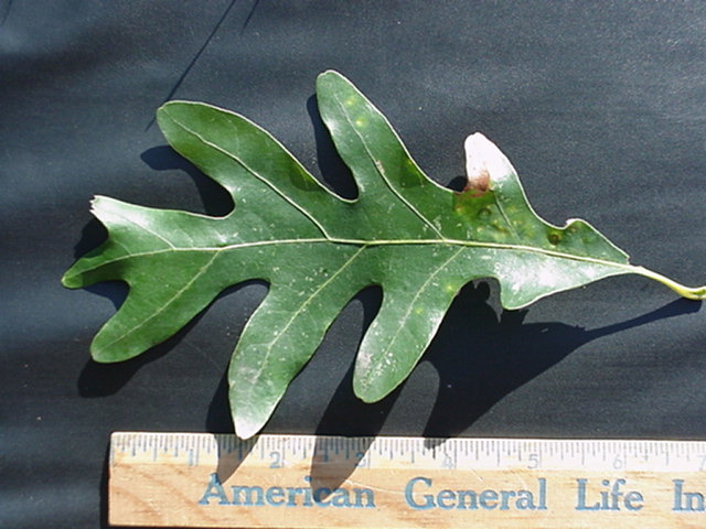 treeid1_files/i0100000.jpg