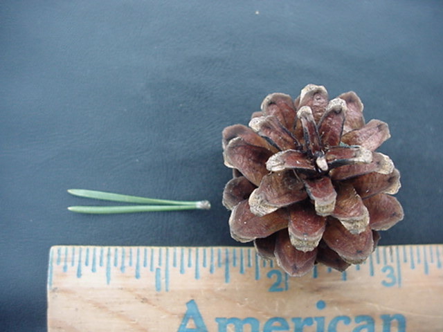 treeid1_files/i0110000.jpg