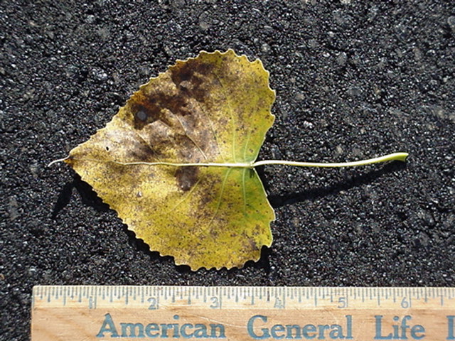 treeid2_files/i0020000.jpg