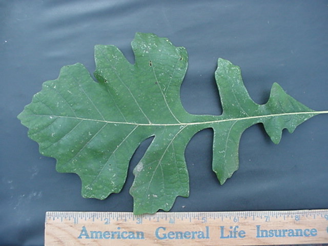 treeid2_files/i0030000.jpg