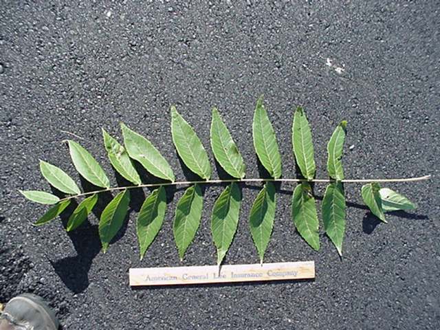 treeid2_files/i0040000.jpg