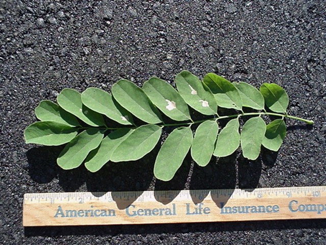 treeid2_files/i0050000.jpg