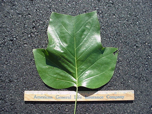 treeid2_files/i0060000.jpg