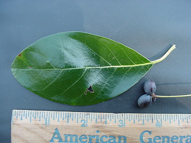 treeid2_files/i0070000.jpg
