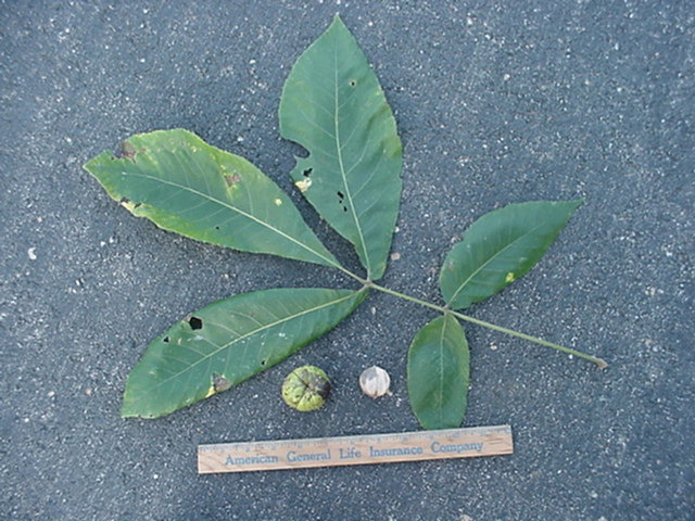 treeid2_files/i0090000.jpg