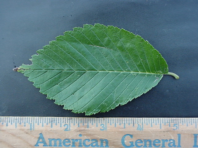 treeid2_files/i0100000.jpg