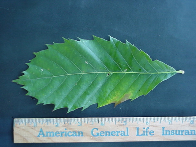 treeid2_files/i0110000.jpg