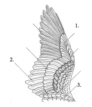 2005_oh_st_wildlife_files/i0360000.jpg