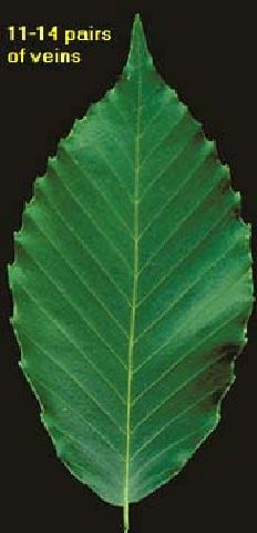mc009-1.jpg