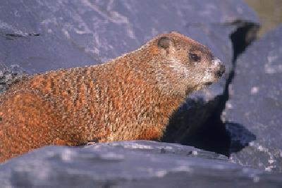 mc072-1.jpg