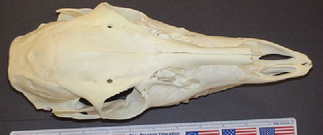 mc003-1.jpg