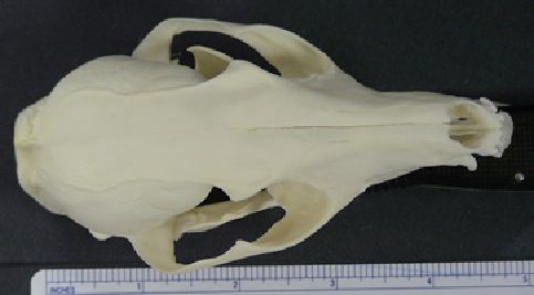 mc010-1.jpg