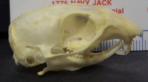mc019-1.jpg