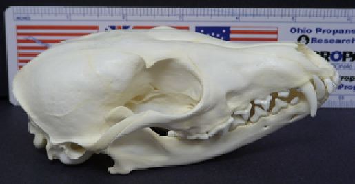 mc020-1.jpg