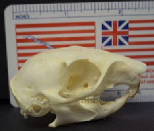 mc026-1.jpg
