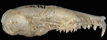 mc037-1.jpg
