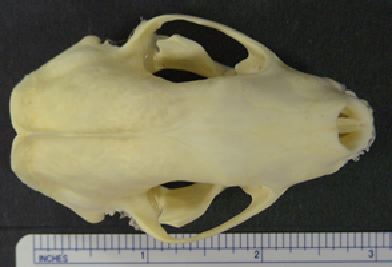 mc003-1.jpg