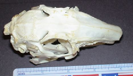 mc005-1.jpg