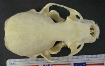 mc006-1.jpg