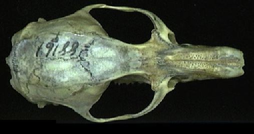 mc016-1.jpg