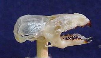 mc025-1.jpg