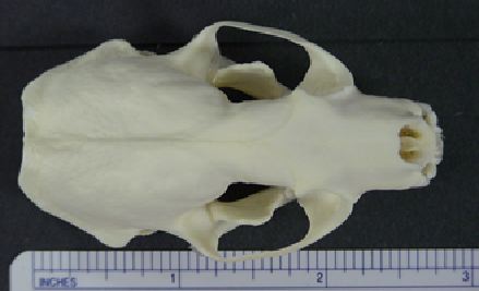 mc005-1.jpg