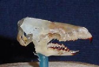 mc015-1.jpg