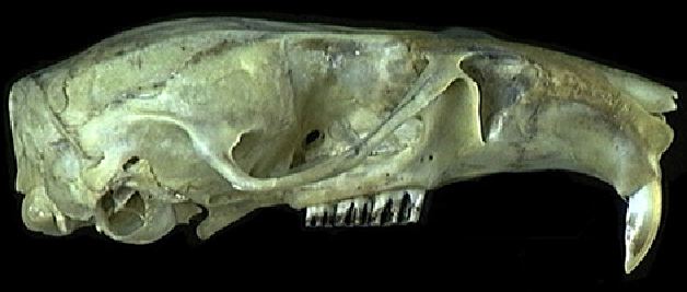 mc016-1.jpg