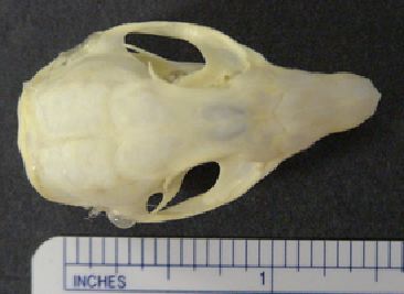 mc025-1.jpg