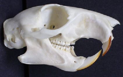 mc004-1.jpg